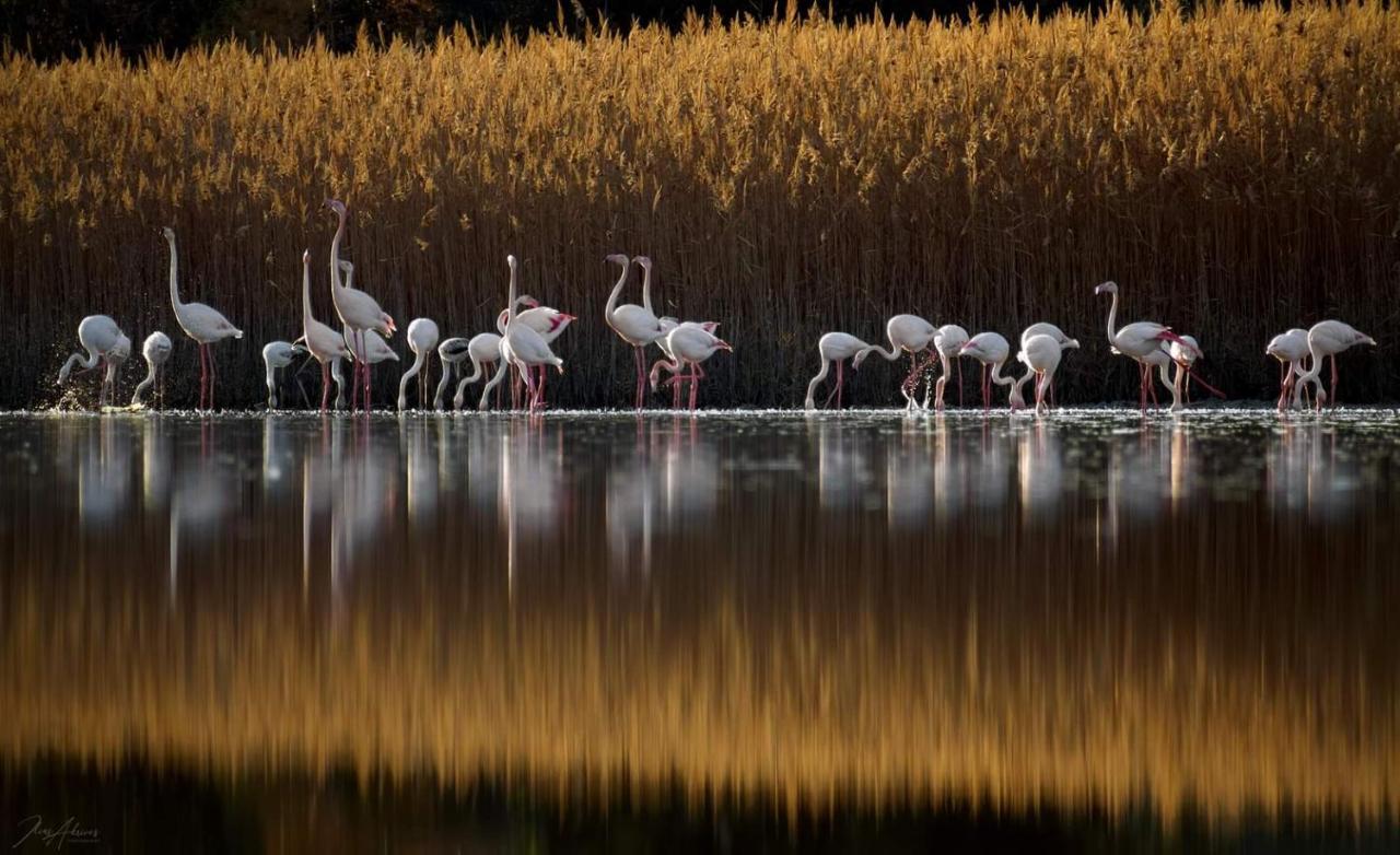 Magical View Studios Asproneri, كامينا فورلا المظهر الخارجي الصورة